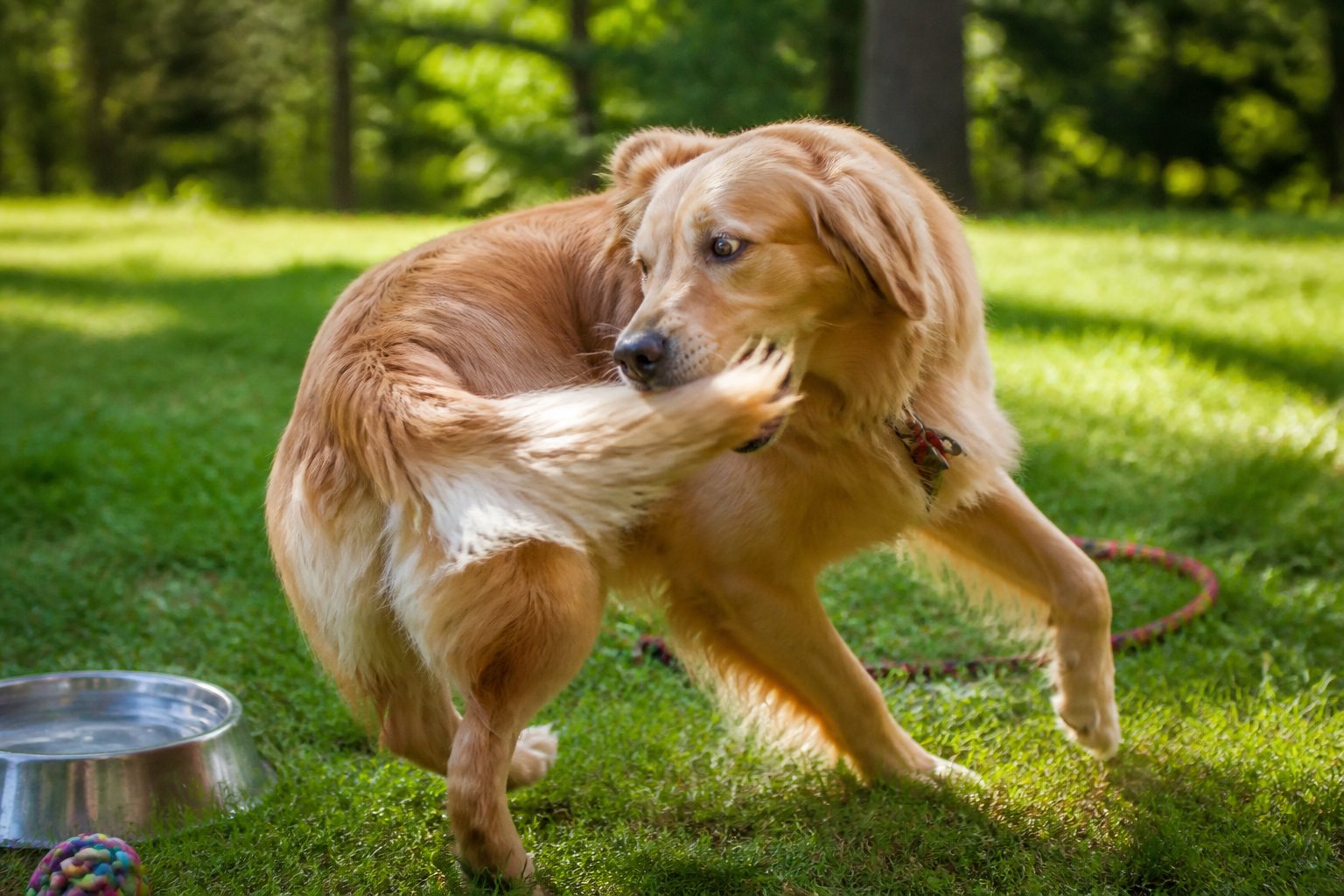 A dog outdoors in a park playfully chasing its tail on green grass with trees in the background.